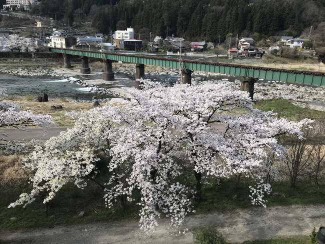 望川館・桜と高山本線