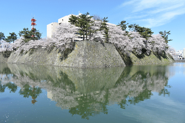 福井城址の桜