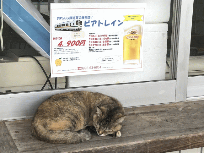 肥薩おれんじ鉄道の出水駅の猫