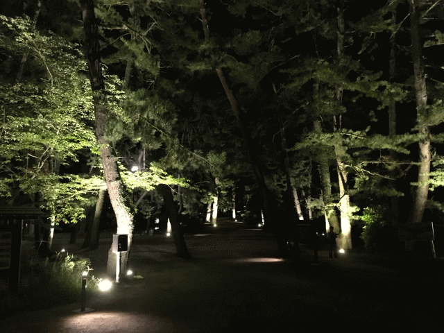 ライトアップされた天橋立