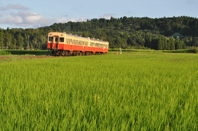 上総鶴舞駅近くの柳町踏切からキハ200形を撮影（遠景）