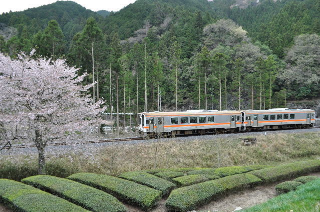 名松線のキハ11形と桜(伊勢鎌倉駅付近)