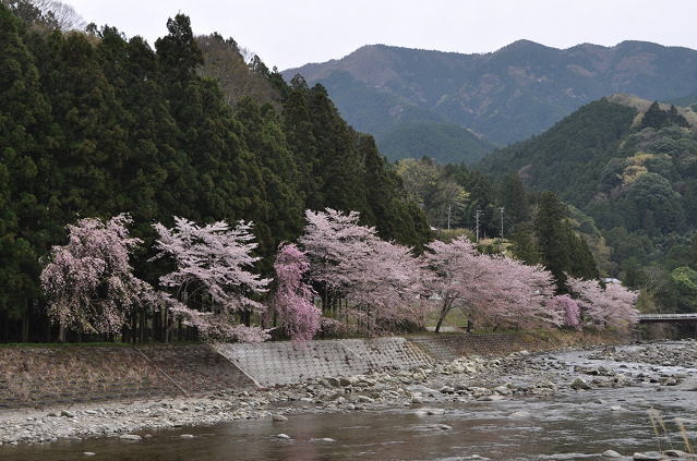 雲出川沿いの桜、伊勢鎌倉駅付近