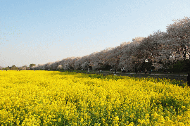 埼玉県幸手市の権現堂堤