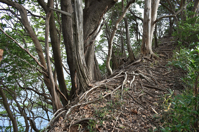 けもの道と化す撮影地への道