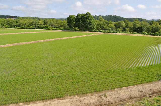 6月の札沼線の車窓風景
